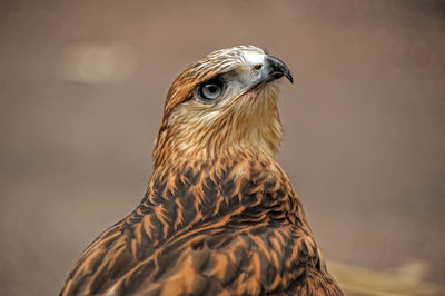 Close-up of a bird