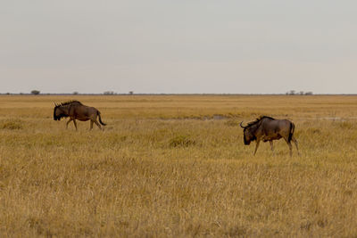 2 african wildebeest eat in savannah botswana