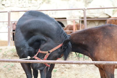 Close-up of horse in pen