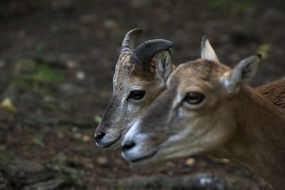 Close-up of a dear on field