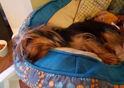 Dog lying on sofa