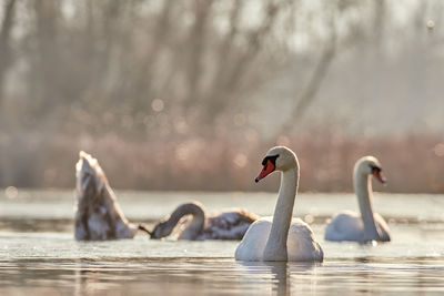 Swan swimming in lake