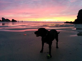 Silhouette of dog on beach