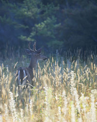 Deer in a field