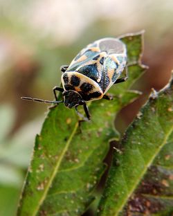 Close-up of bug on leaf