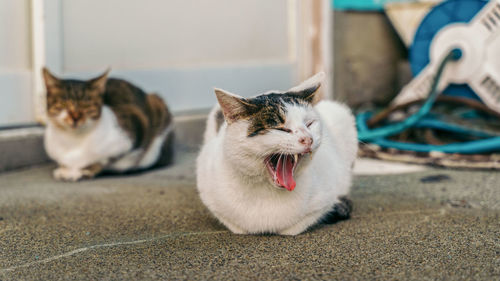 Cat sitting on a floor