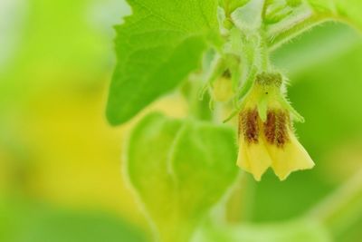 Close-up of yellow flower