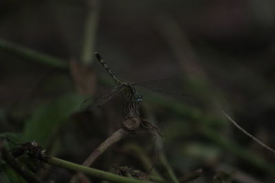 Close-up of insect