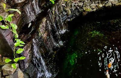 Close-up of fresh green plants in water