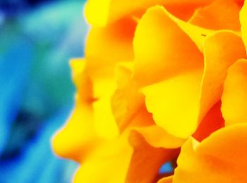 Close-up of yellow rose flower