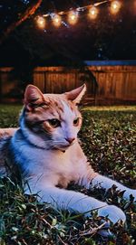Cat sitting in a field