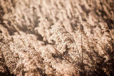 Close-up of plants