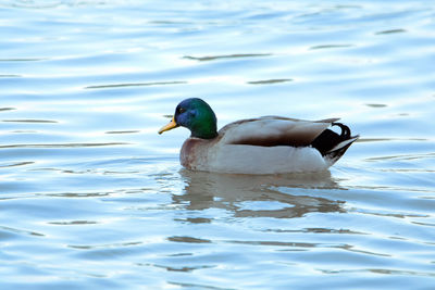 Duck swimming in a lake