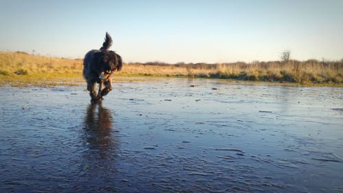 Dog on lake against clear sky