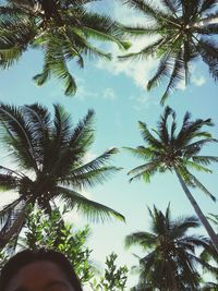 Low angle view of palm trees