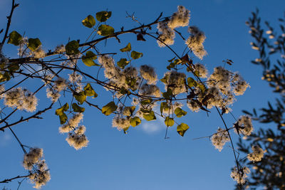 Low angle view of flowering plant against clear blue sky