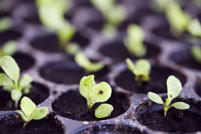 Close-up of small plant growing in seedling tray