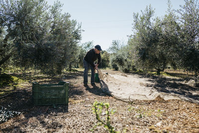 Senior man harvesting olives in orchard