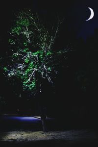 Trees on illuminated landscape against sky at night