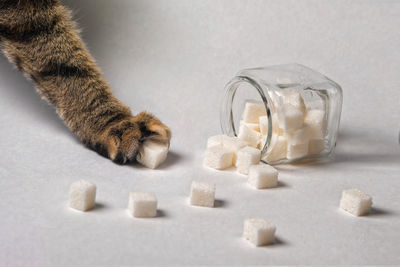High angle view of cat on table