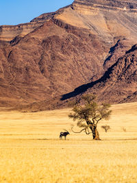 View of horse on desert land