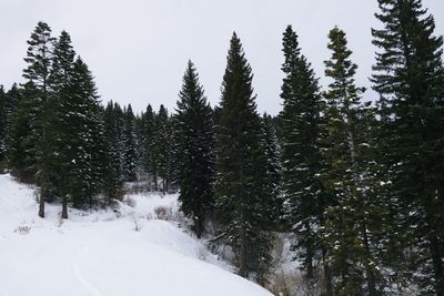 Trees in forest during winter