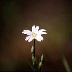 Close-up of white flowering plant