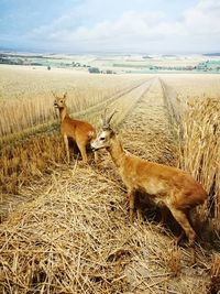 Deers on field against sky