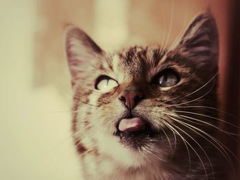 Close-up portrait of cat