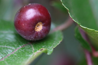 Close-up of apple on plant