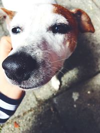 Close-up portrait of dog