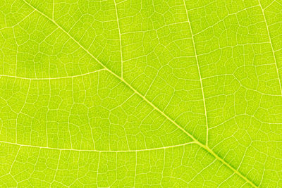 Macro shot of green leaf