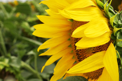 Close-up of sunflower blooming outdoors