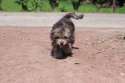 Portrait of dog on field