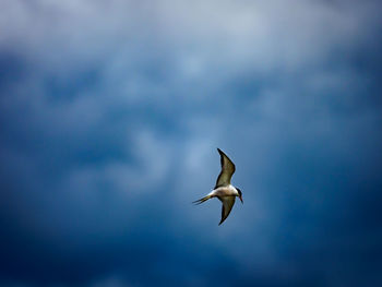 Low angle view of tern flying