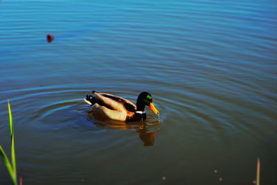 Duck swimming in a lake