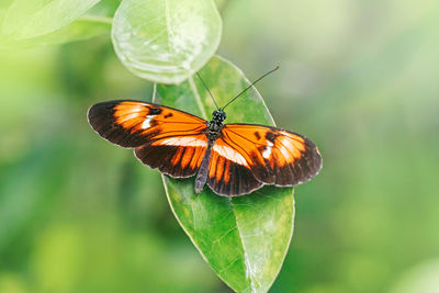 Closeup macro of heliconius melpomene butterfly. wild red orange insect animal sitting on green leaf 