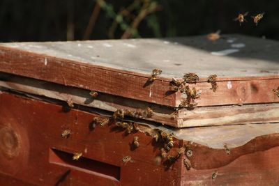 Honey bees on beehive