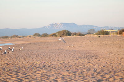 View of birds on land against sky