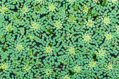 Green aquatic plant on water