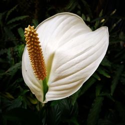 Close-up of white flowers