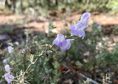 Close-up of flowers blooming outdoors