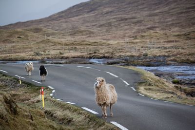 Ducks on road by mountain