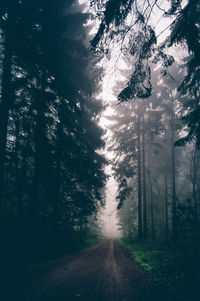 Trees in forest during winter