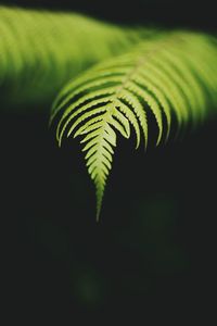 Close-up of fern