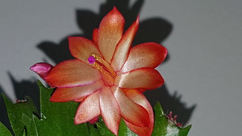 Close-up of water drops on red flower