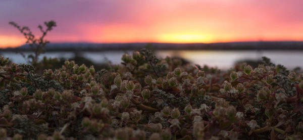 Close-up of plants against sky during sunset