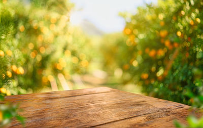 Close-up of fresh green plants on wooden table