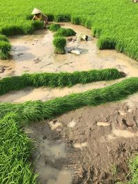 High angle view of water on land