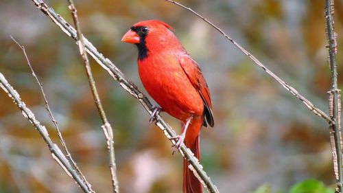 Close-up of bird perching on branch